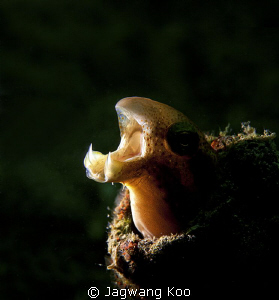 Yawning FangBlenny by Jagwang Koo 